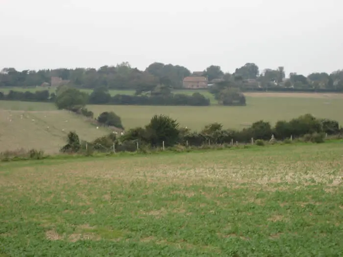 A field with trees and bushes in the background.
